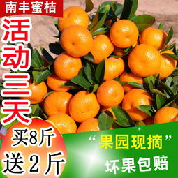 應季蜜桔正當時 從薄皮小紅蜜到經典沙糖桔，新鮮水果批發指南